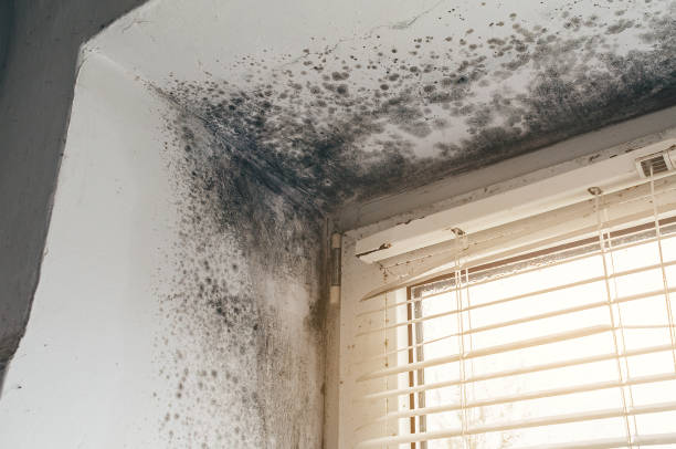 Affordable Attic Mold Remediation solutions in Eastview, KY